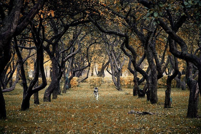 Яблоневый сад...photo preview