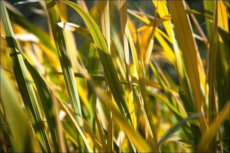 осень, трава, wallpaper XP Wallpaperphoto preview