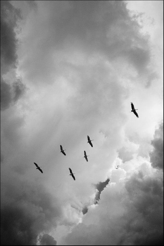 faniz, небо, осень, журавли Журавли. Уходит летоphoto preview