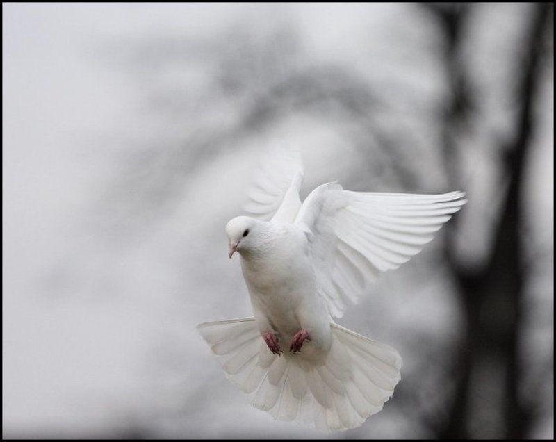 Птичка...photo preview