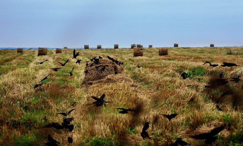 *** *** фото превью