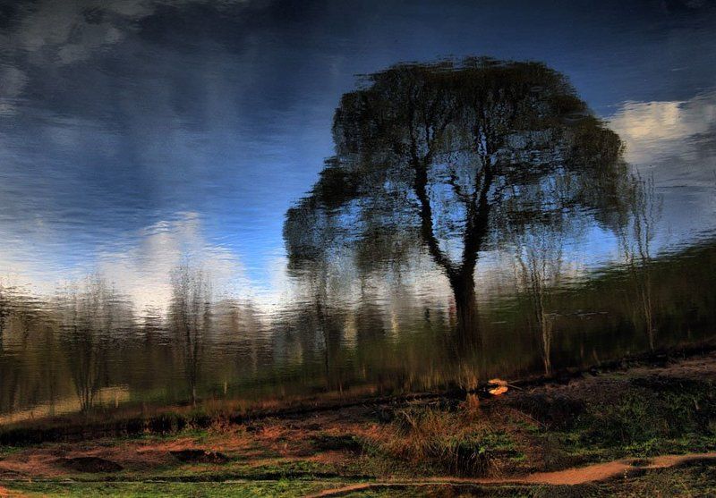 дерево, вода В водеphoto preview