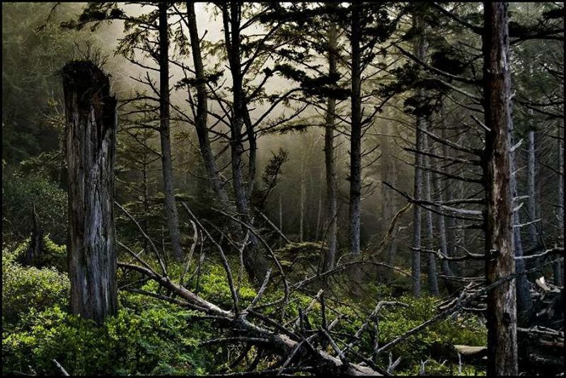 Дебри...photo preview