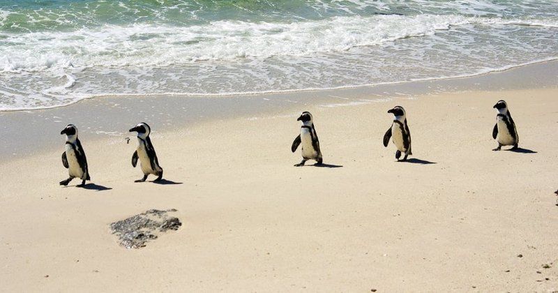 сусанин, африка, пингвин Не бойтесь, ребята! Я знаю дорогу.photo preview