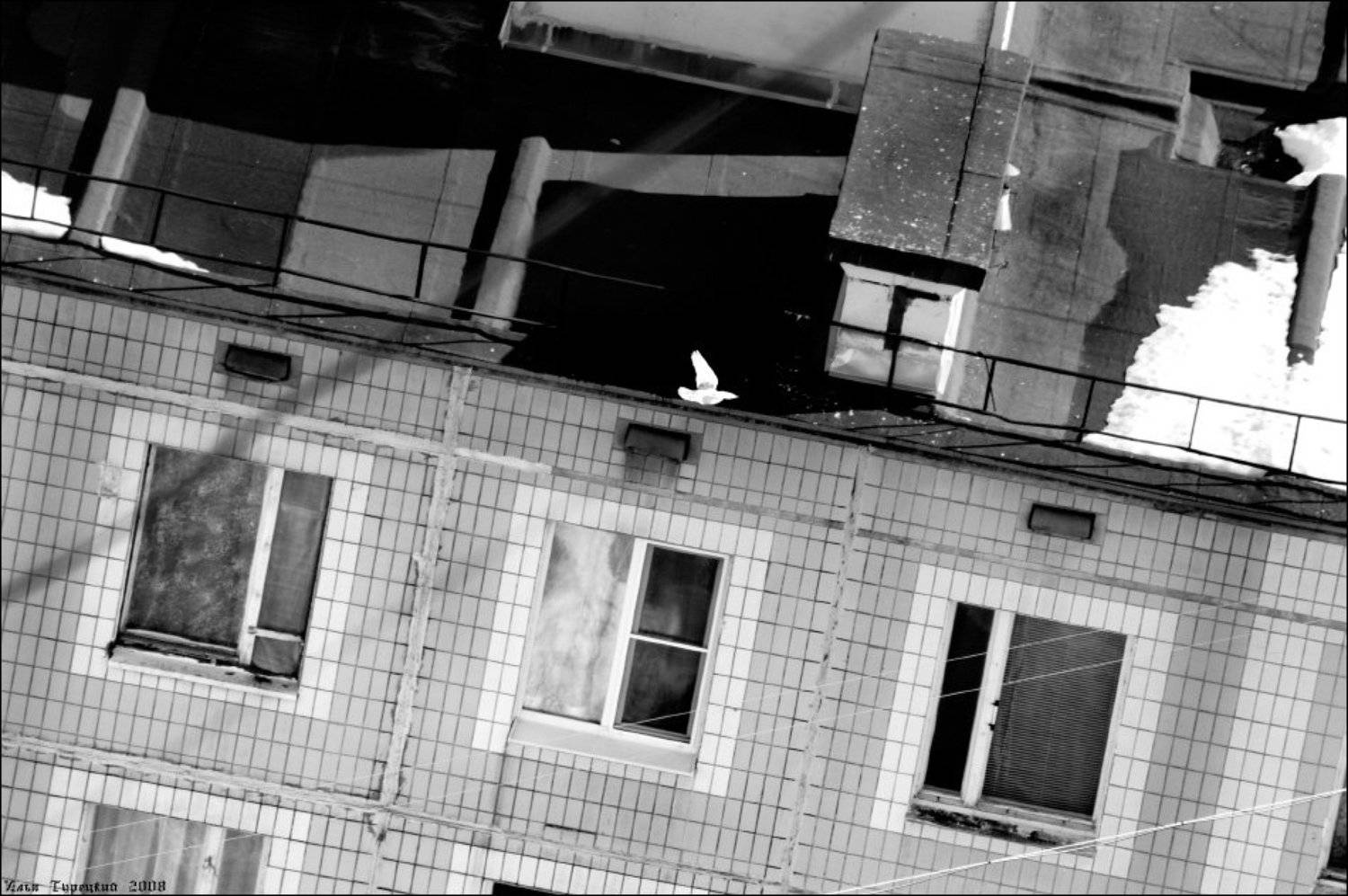 мир, дом, голубь, Илья Турецкий