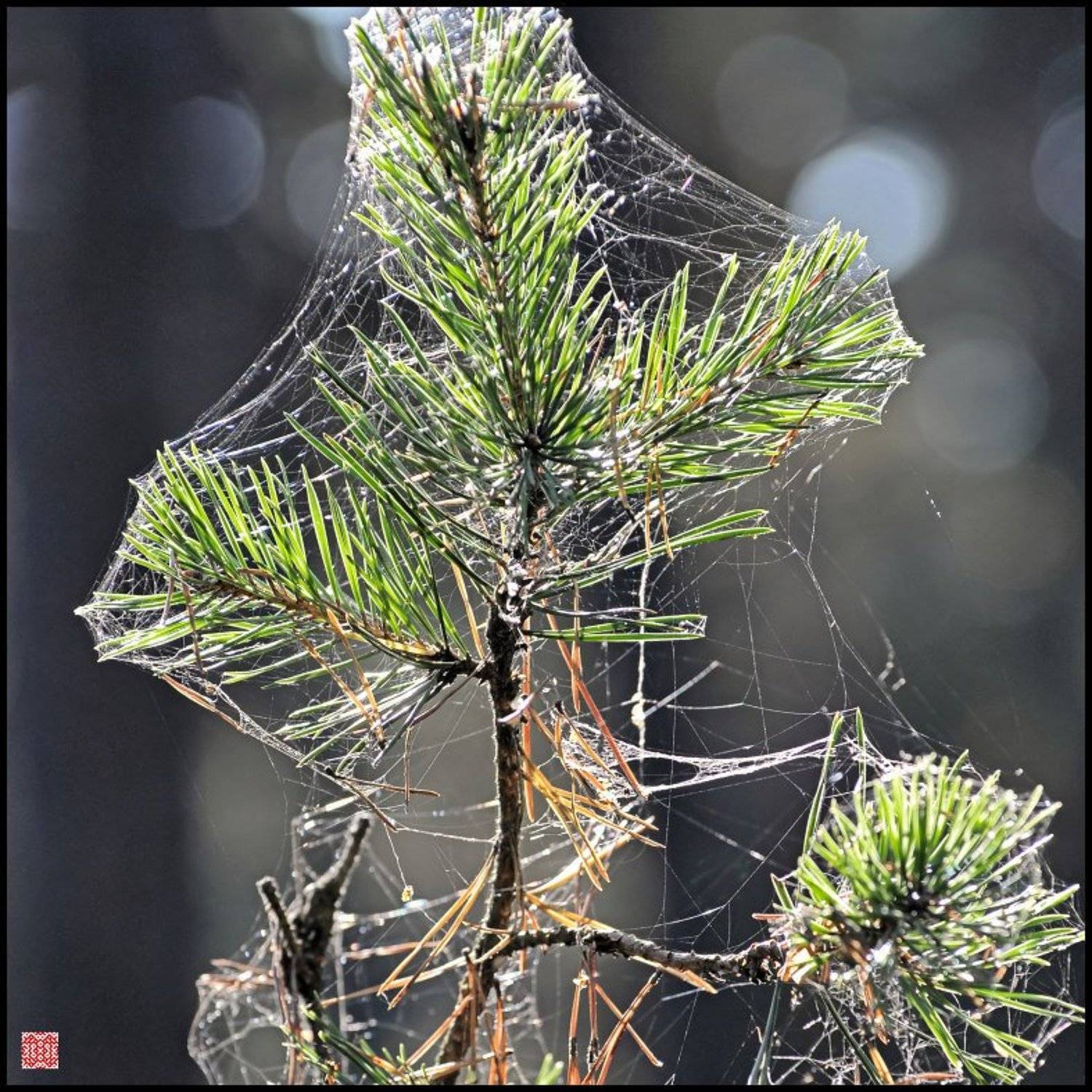 , Cairns (Павел Васильев)