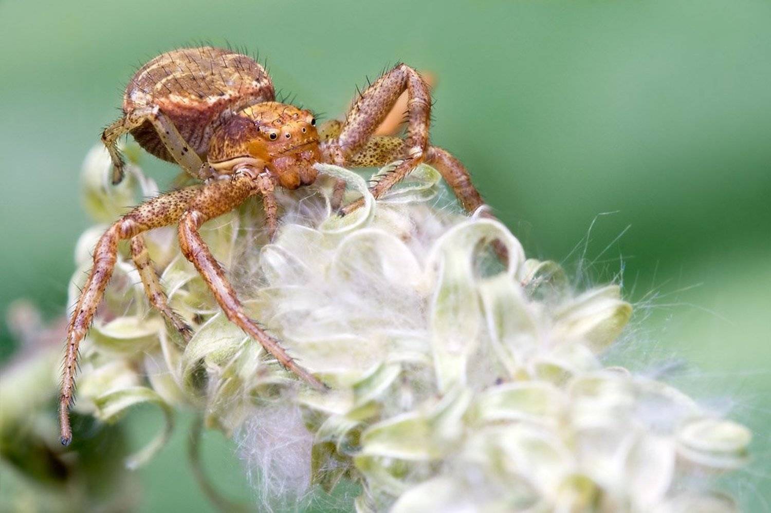 Цветок я выбрал странный .... Автор: Amazon-san spider, macro, бокоход, Amazon-san