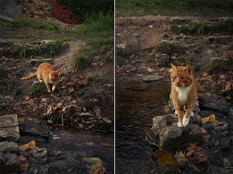 петергоф, кот, рыжий, в брод, по воде Я за тобой .. фото превью
