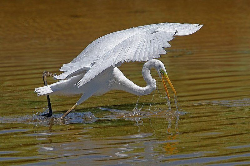 Атакаphoto preview