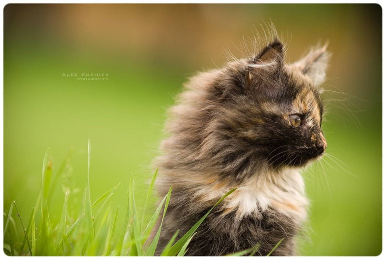 котенок, фото, мяу, nikon, d200, Кучиев Александр