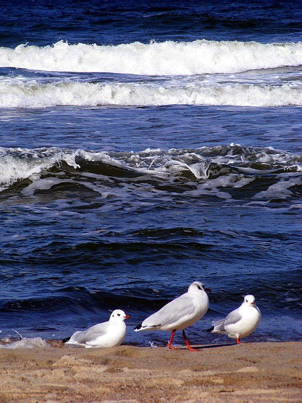 чайки, светлогорск, балтика, море, берег, шторм, волны, ветер хозяйки берега на фоне штормаphoto preview