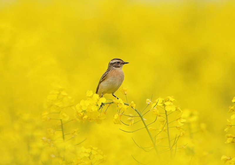 Чеканная РАПСодияphoto preview