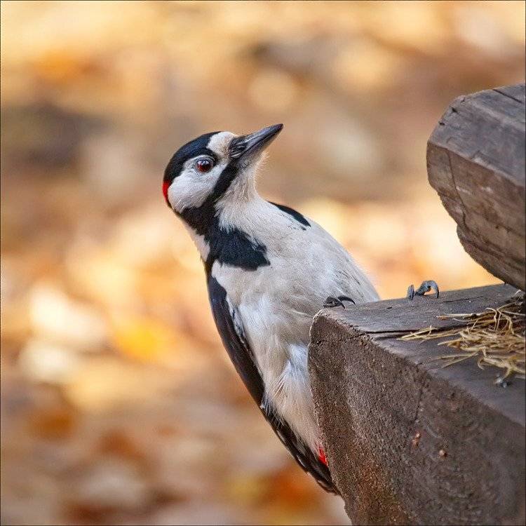 * * *. Автор: Роман Быков дятел, Роман Быков