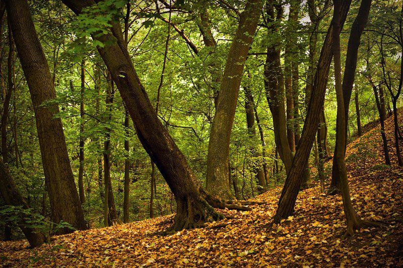 осень из осеннего... фото превью