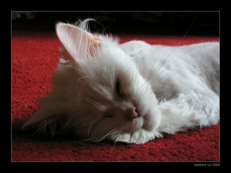 кошка, сон Спящий белый котphoto preview