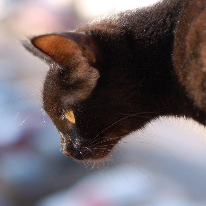 кошка Где же ты...photo preview