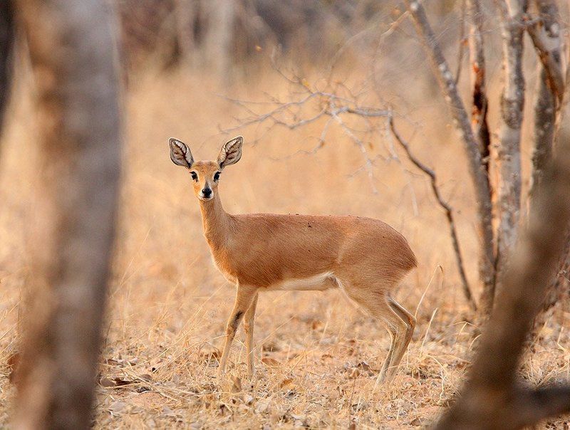 Насторожившаясяphoto preview