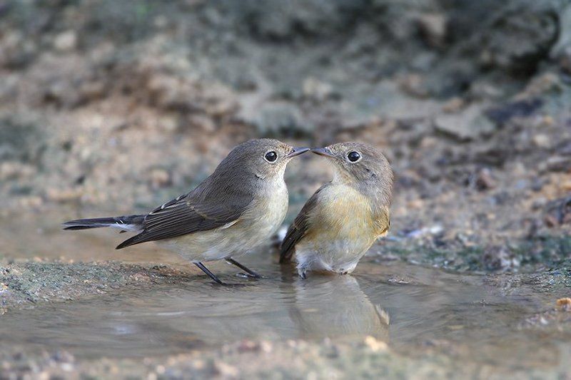 Поцелуйphoto preview