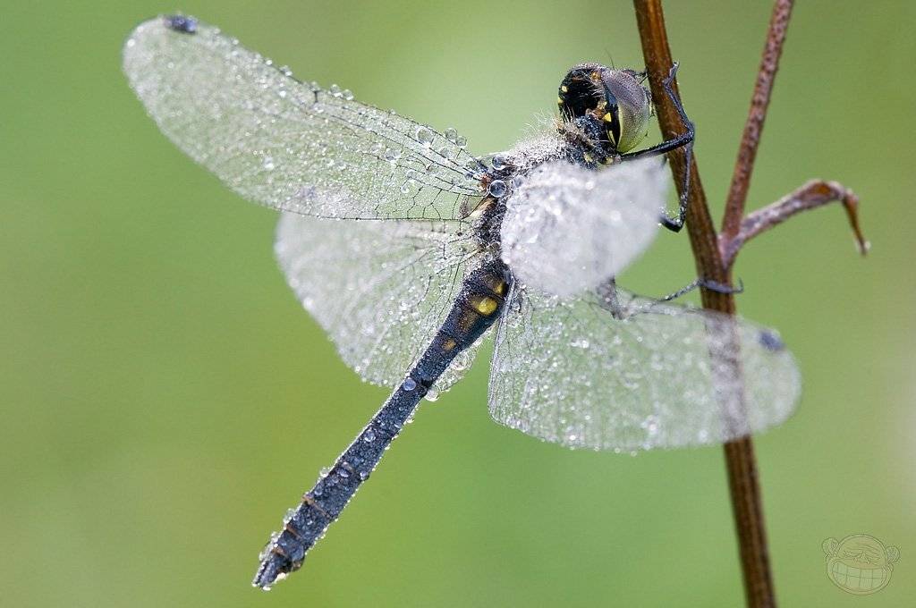 Мокрый и довольный этим. Автор: Amazon-san odonata, стрекоза, макро, утро, парк, Amazon-san