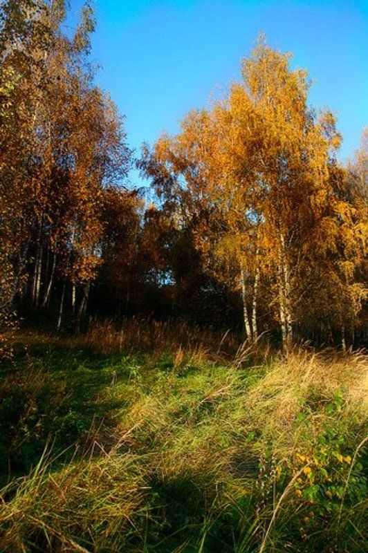 осень, береза Это осень, друг!photo preview