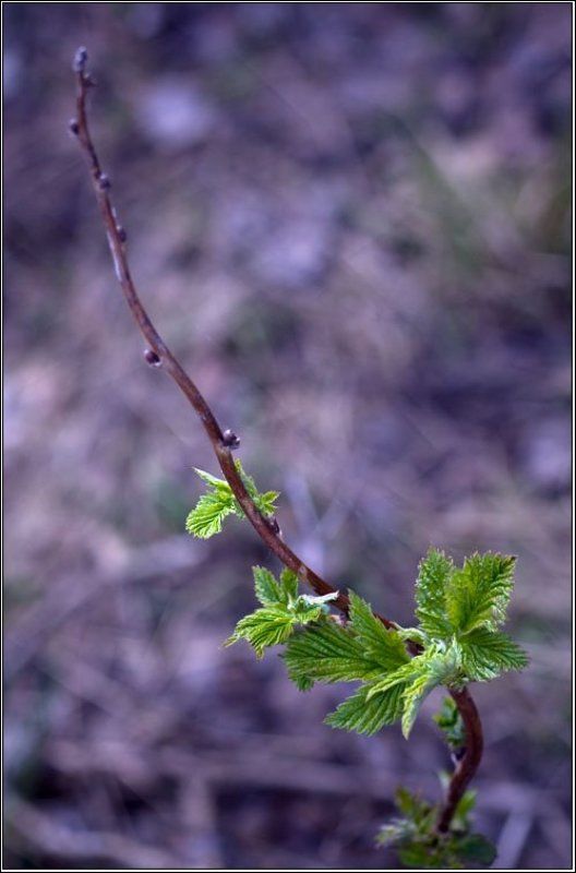 зелень, весна, фиолетовый, 50/1.8, природа Контрасты фото превью