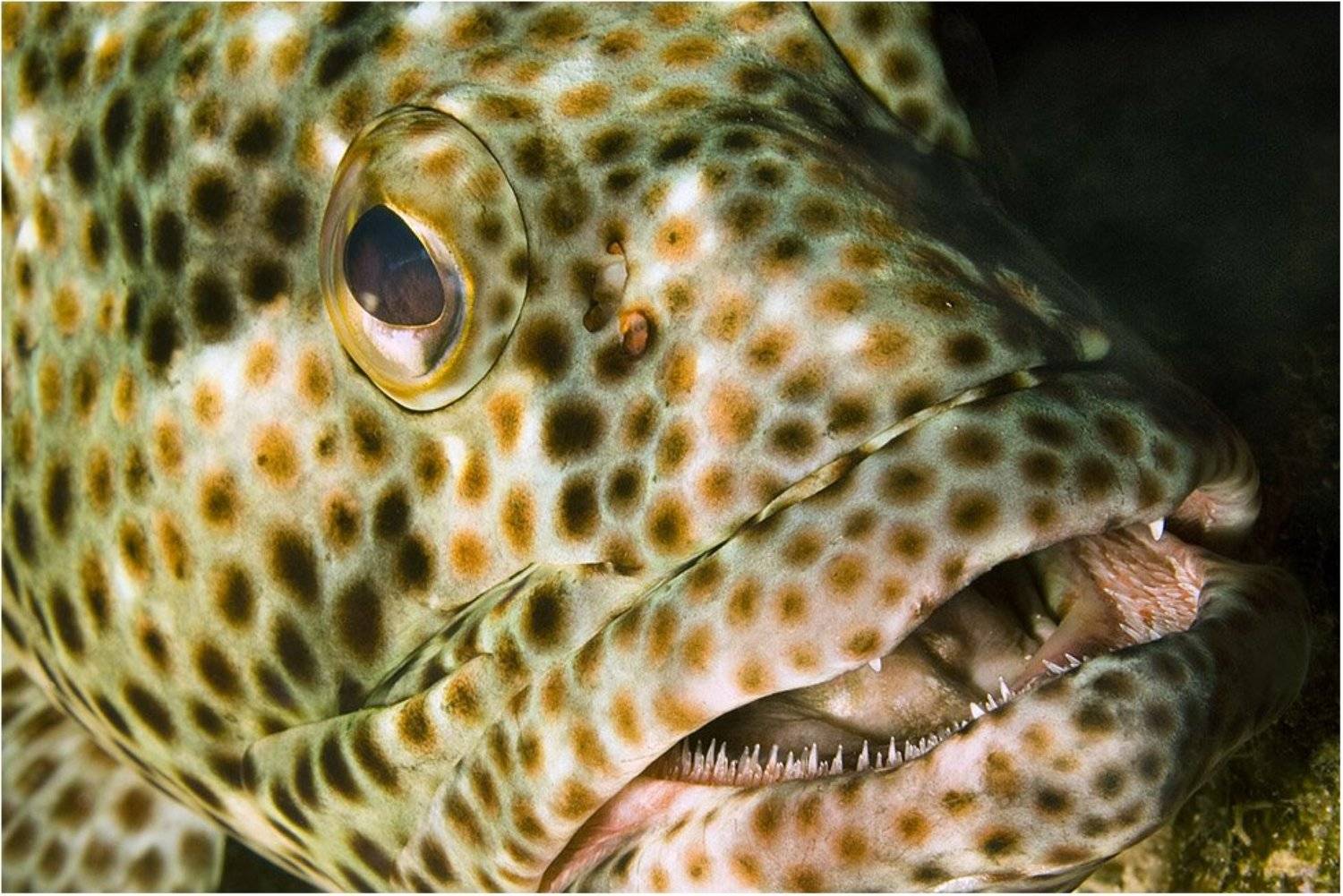 Еда для рыбы, рыба для еды. Автор: Сергей Шанин , Сергей Шанин