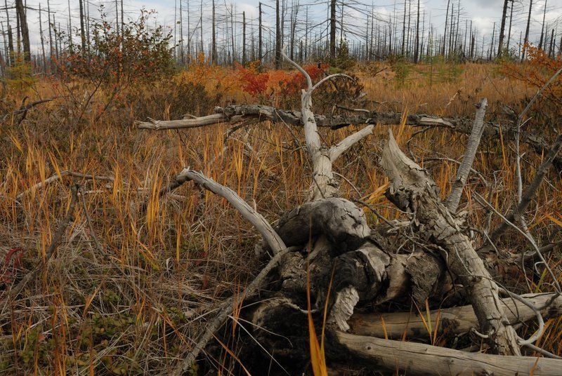 сахалин, осень, пейзаж Сахалин. Болотоphoto preview