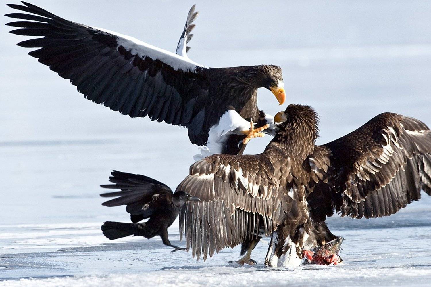 Атака. Автор: Sergey Gorshkov stellers-sea-eagle, белоплечий, орлан, , горшков, gorshkov, Sergey Gorshkov