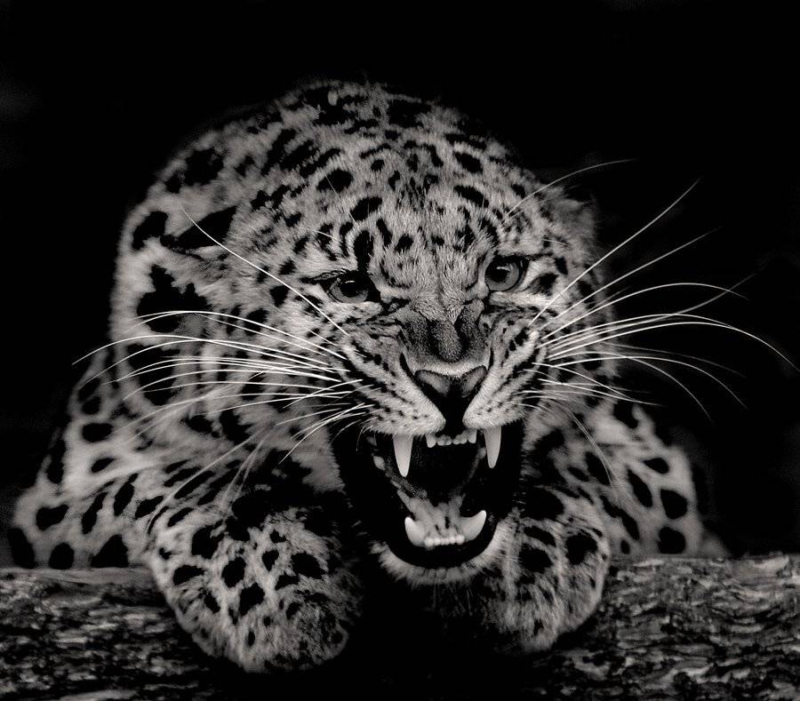 Лапушка. Автор: Borsov Michail , Borsov Michail