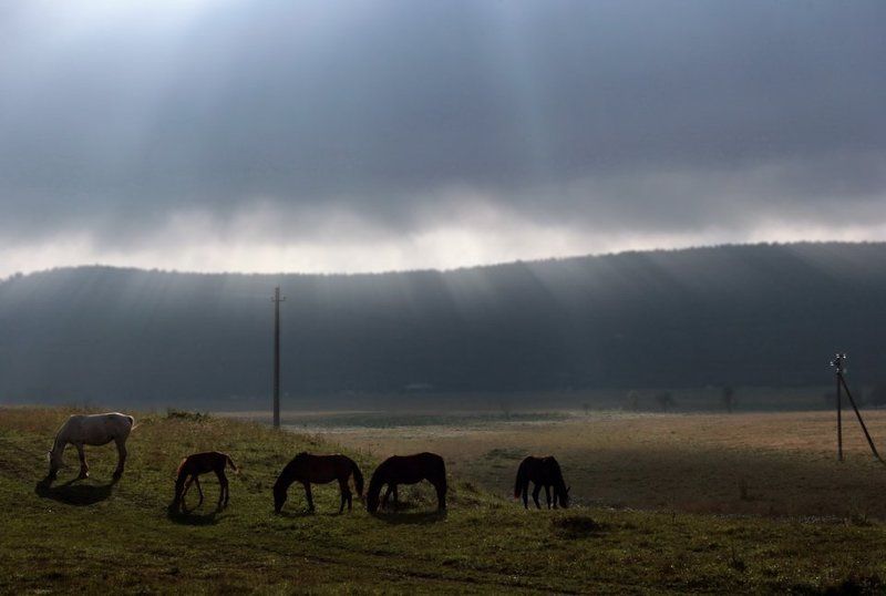 животные,природа,пейзаж,кони,лошади,пасутся,скот,стадо,домашние животные,осень,поездка небесные кони..photo preview