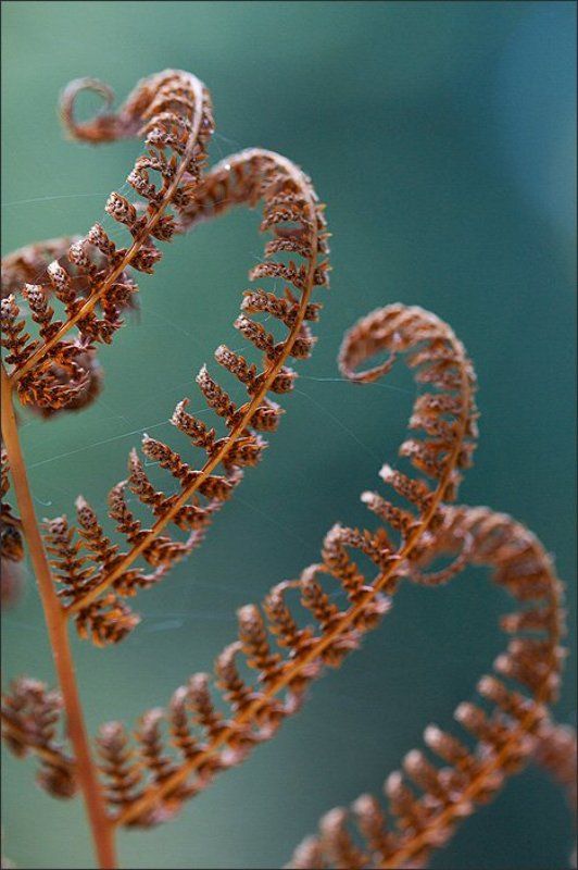 макро, осень Вальсphoto preview