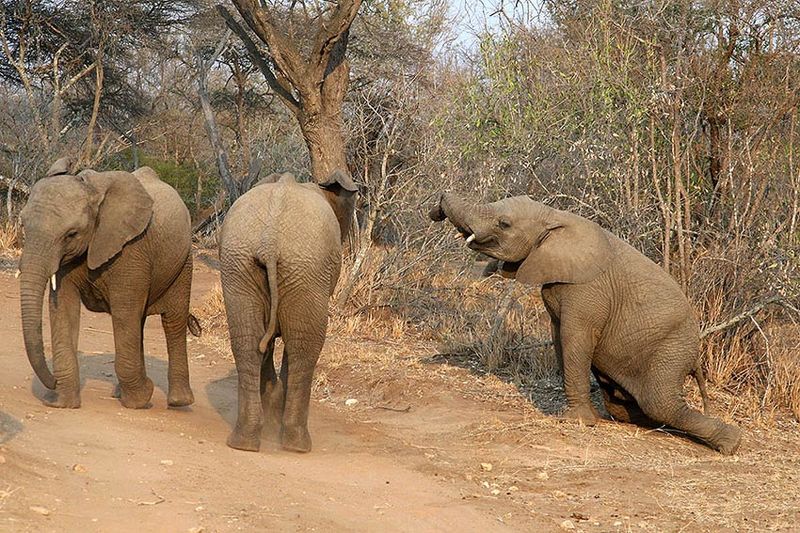 Перебрал маленько...photo preview