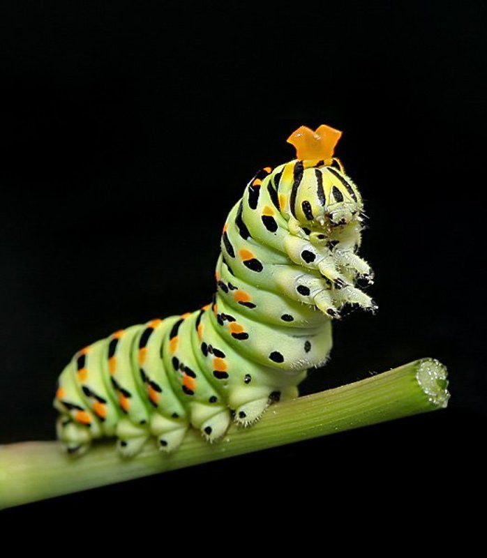 Королеваphoto preview