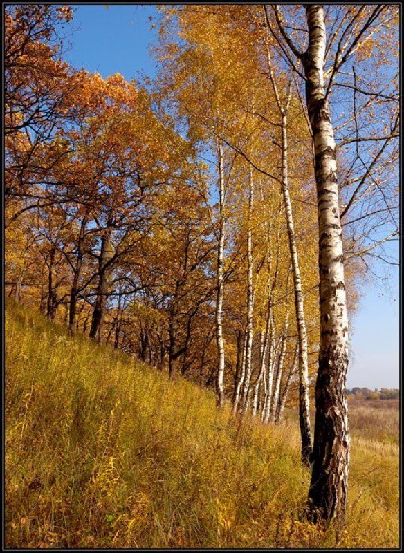осень, береза ***photo preview