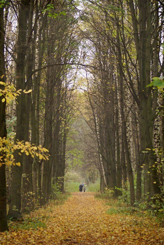 аллея, туман За туманом фото превью