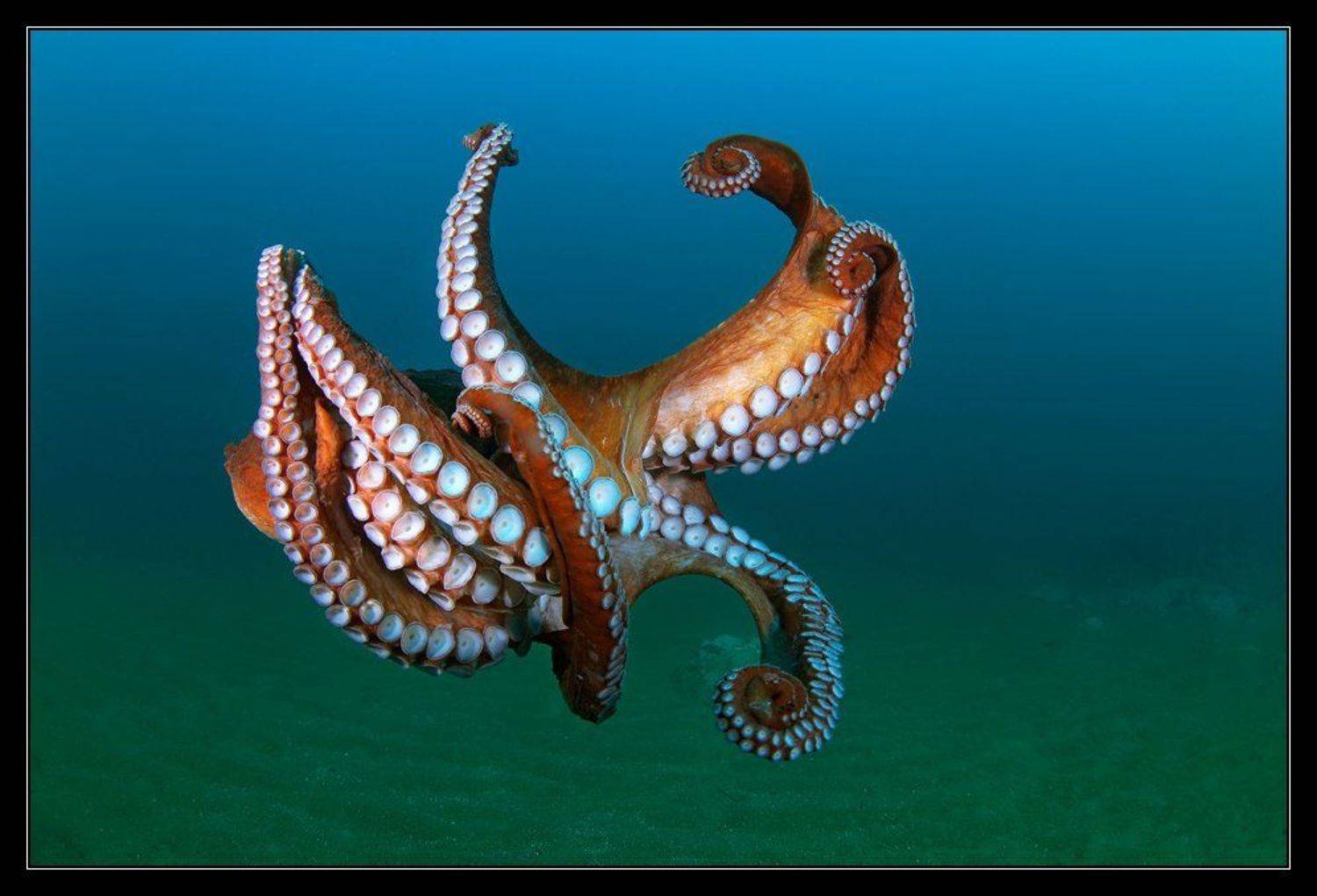 , Марина Кочетова