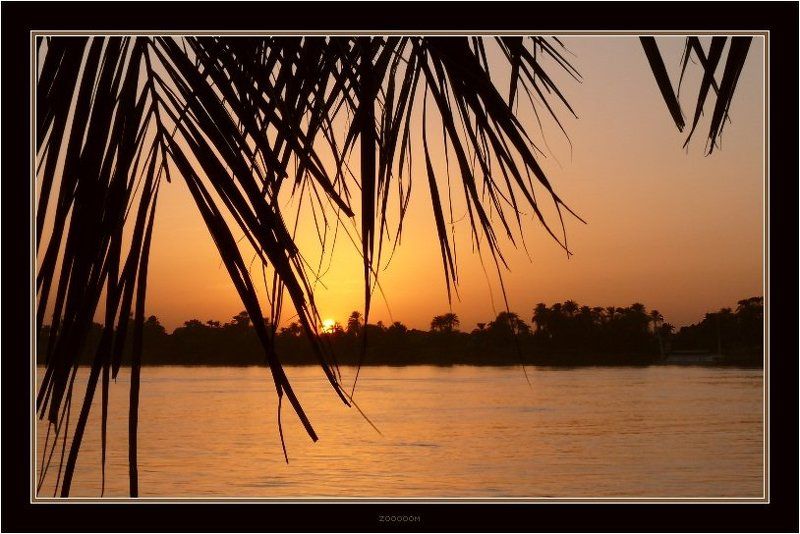 египет,нил,закат Пальмовый закатphoto preview