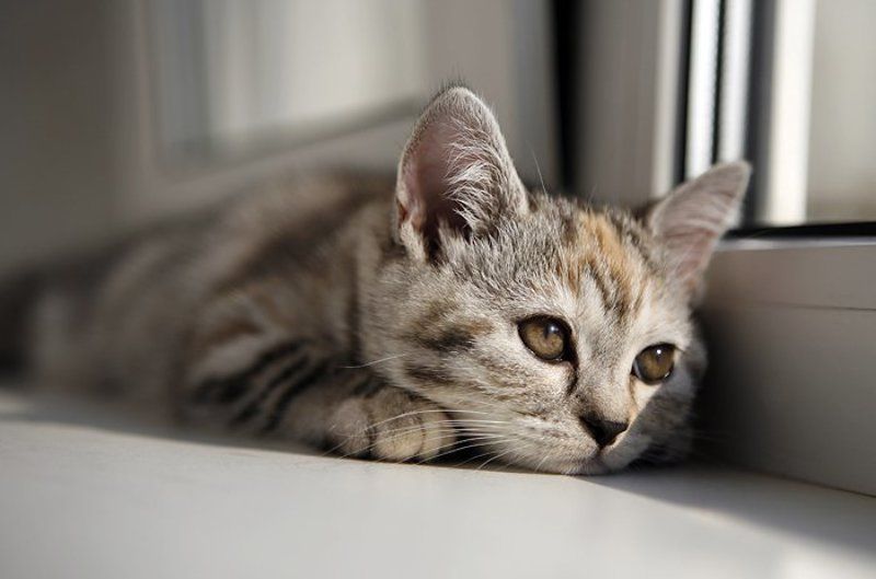 ищу, хозяина ***photo preview