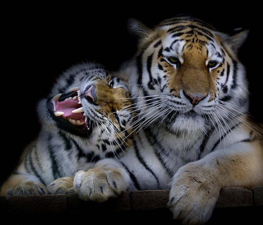 "...Шла бы ты домой, тебя уж мать ищет...". Автор: Borsov Michail , Borsov Michail