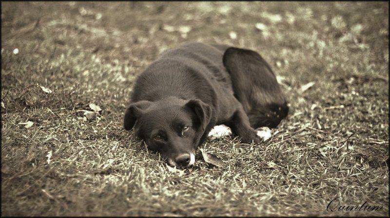 пёс, одиночество photo preview