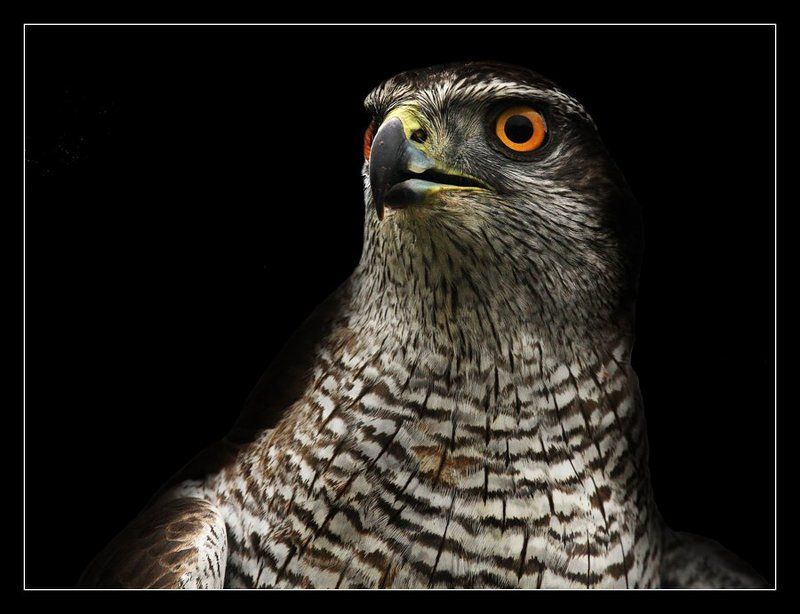 сокол-, тетеревятник FALCONphoto preview