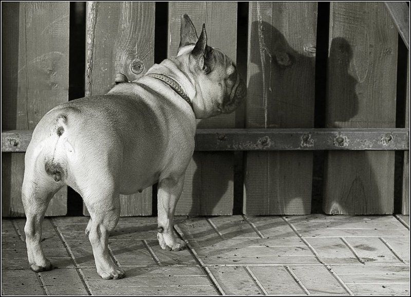 мишель, французская бульдожка ОТТЕНОКphoto preview