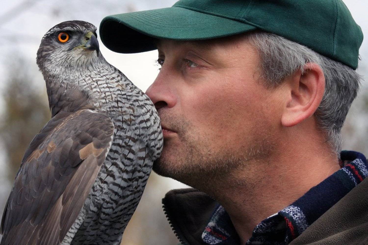 соколтетеревятник, troofel