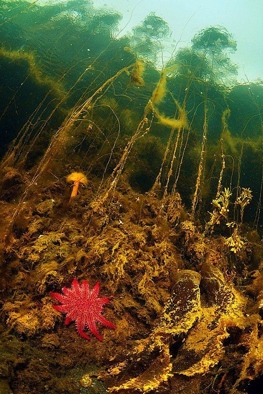 Беломорский подводный пейзажphoto preview