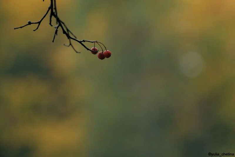 осень, рябина немного осениphoto preview