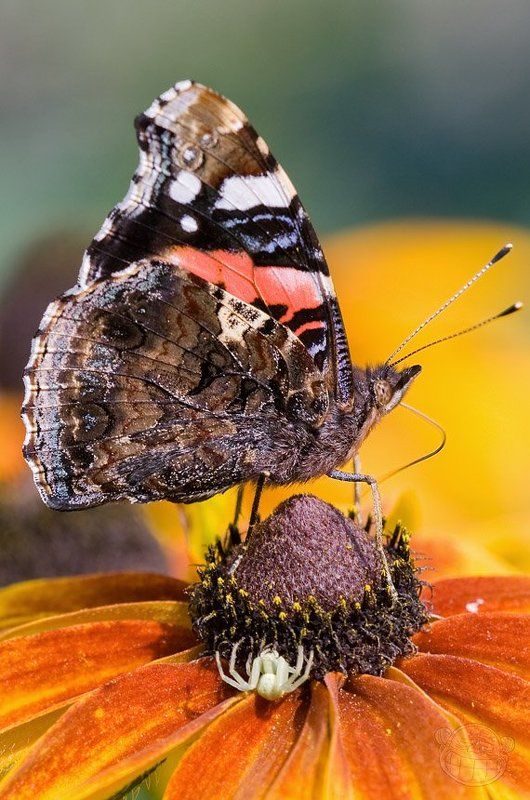 бабочка, макро Слон и Моська фото превью