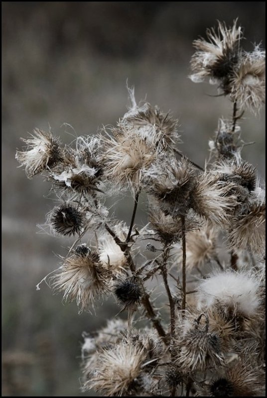 Пушокphoto preview