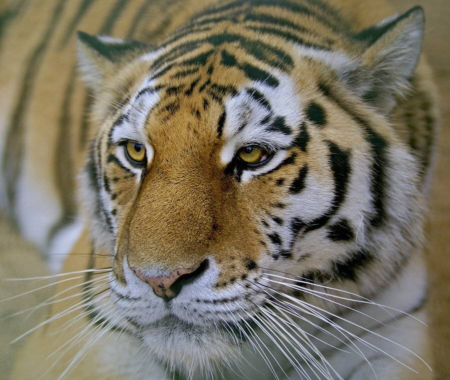 ...может конечно он еще и "пацан", но....:-))). Автор: Borsov Michail , Borsov Michail