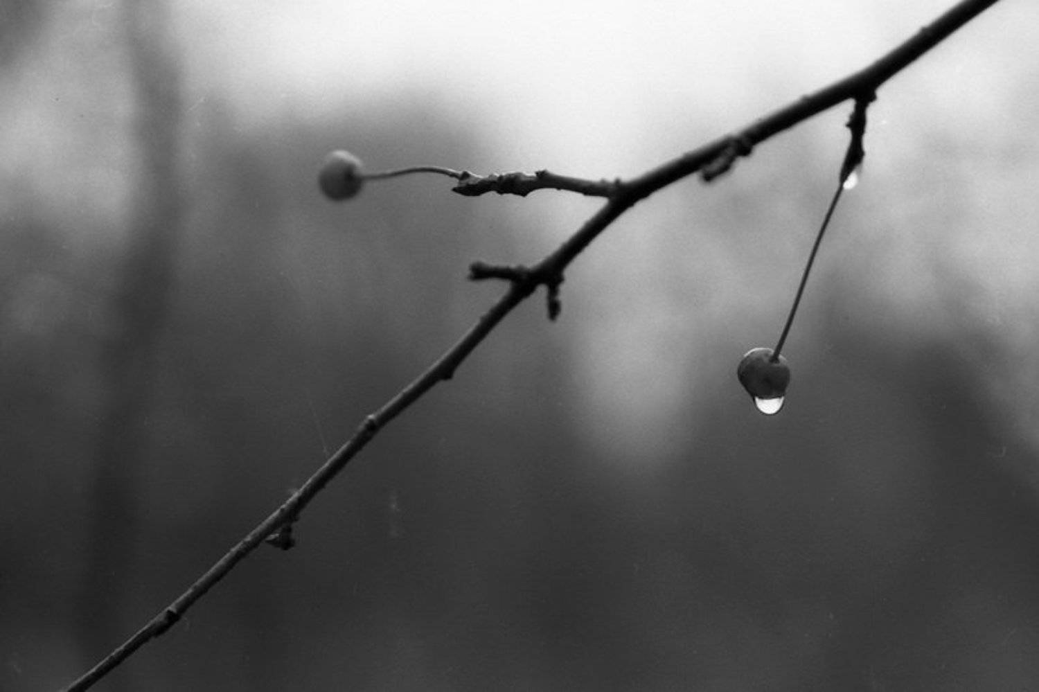 тасма, Д. Вайна