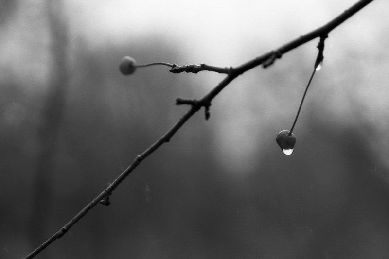 тасма Чёрно-белая осеньphoto preview